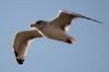 Herring Gull