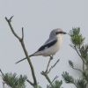 Great Grey Shrike