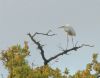 Great White Egret