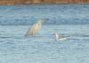 Great White Egret