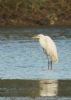 Great White Egret