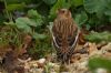 Snow Bunting