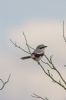 Great Grey Shrike