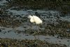 Little Egret