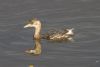 Little Grebe