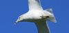 Ring-billed Gull