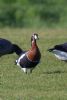 Red-breasted Goose