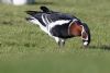 Red-breasted Goose