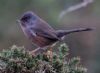 Dartford Warbler