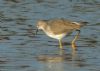 Lesser Yellowlegs