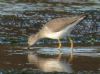 Lesser Yellowlegs