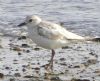 Grey Plover