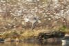 Lesser Yellowlegs