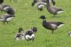 Black Brant