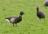 Black Brant