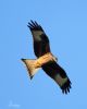 Red Kite