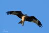 Red Kite