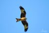 Red Kite