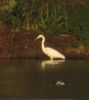 Great White Egret