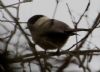 Willow Tit