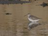 Spotted Redshank