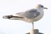 Common Gull