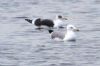 Yellow-legged Gull