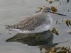 Spotted Redshank