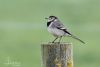 Pied Wagtail