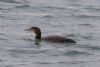 Great Northern Diver