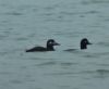 Velvet Scoter