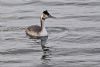 Great Crested Grebe