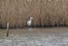 Great White Egret