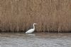 Great White Egret