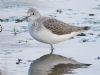 Greenshank