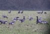 Black Brant