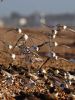 Sanderling