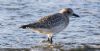 Grey Plover