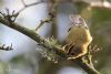 Goldcrest