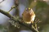 Goldcrest