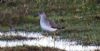 Lesser Yellowlegs