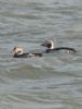 Long-tailed Duck