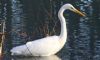 Great White Egret