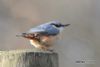 Nuthatch