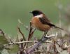 Stonechat