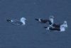 Yellow-legged Gull