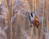 Bearded Tit