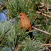 Crossbill