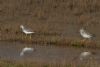 Lesser Yellowlegs