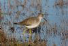 Lesser Yellowlegs